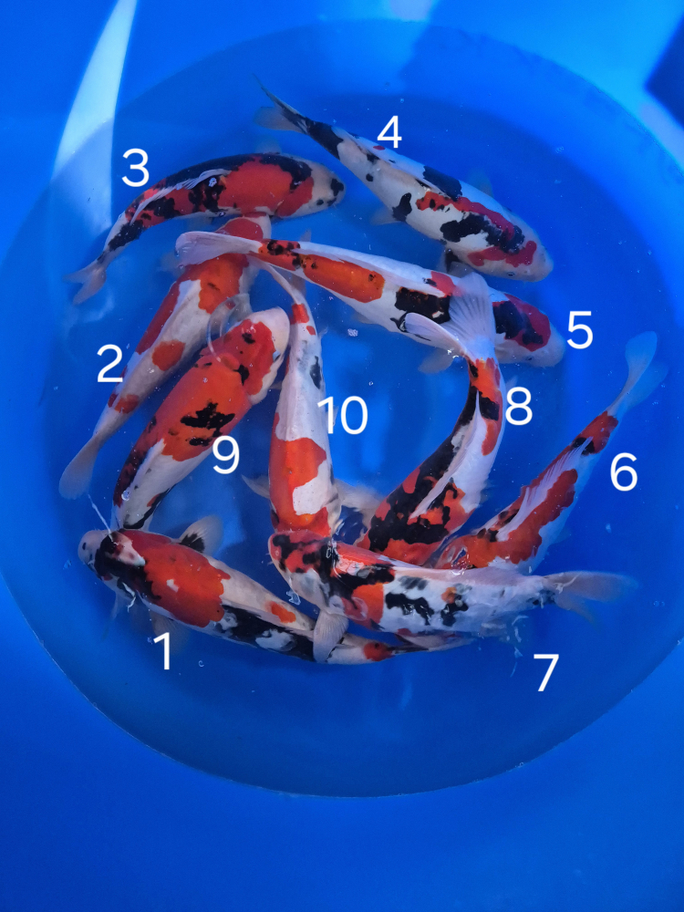 Japonské koi kapre 025