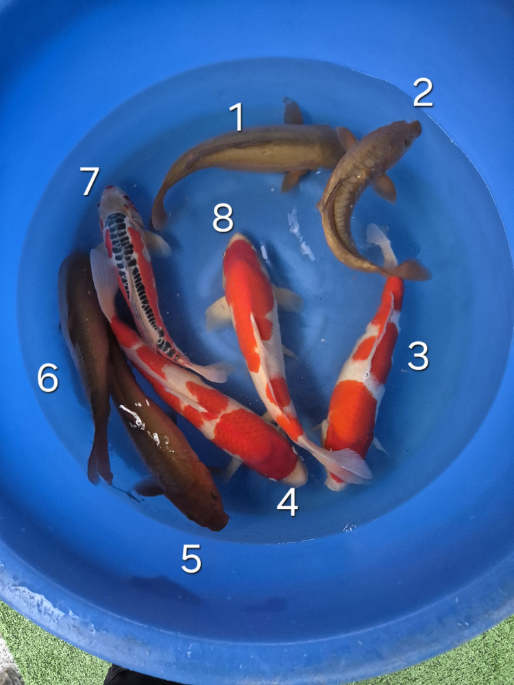 Japonské koi kapre 022