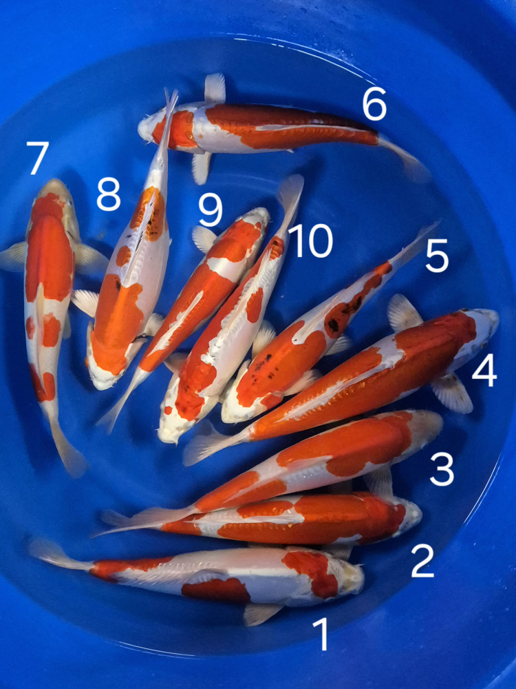 Japonské koi kapre 019