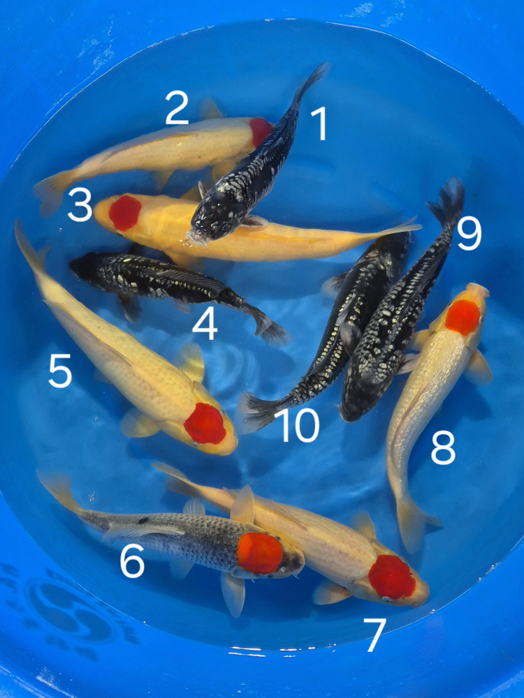 Japonské koi kapre 018