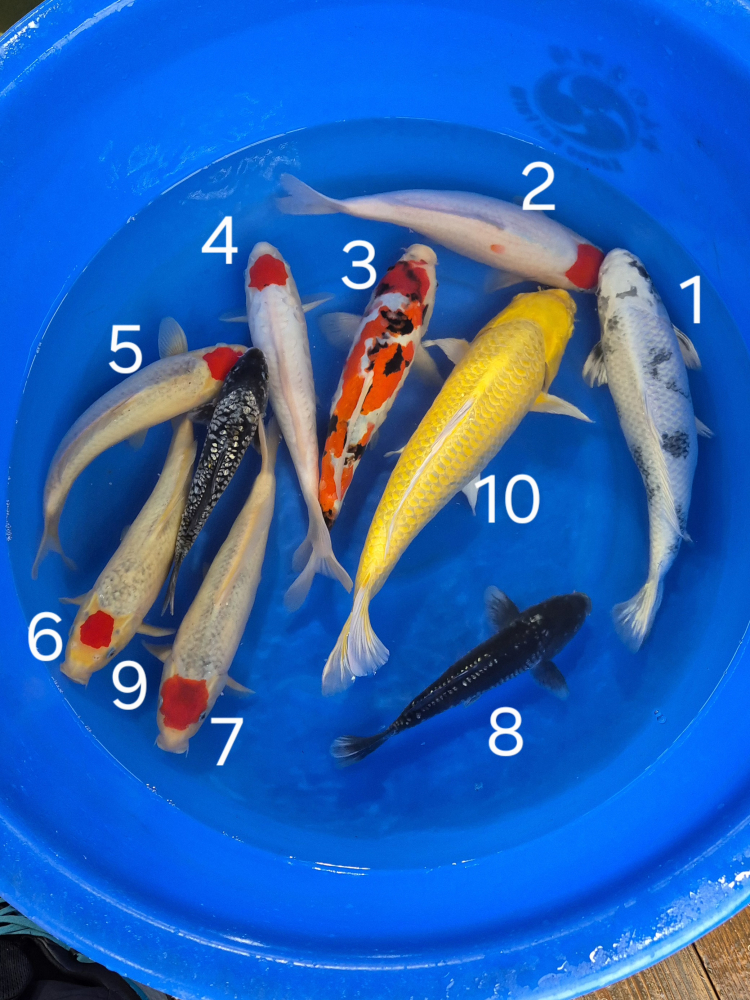 Japonské koi kapre 017