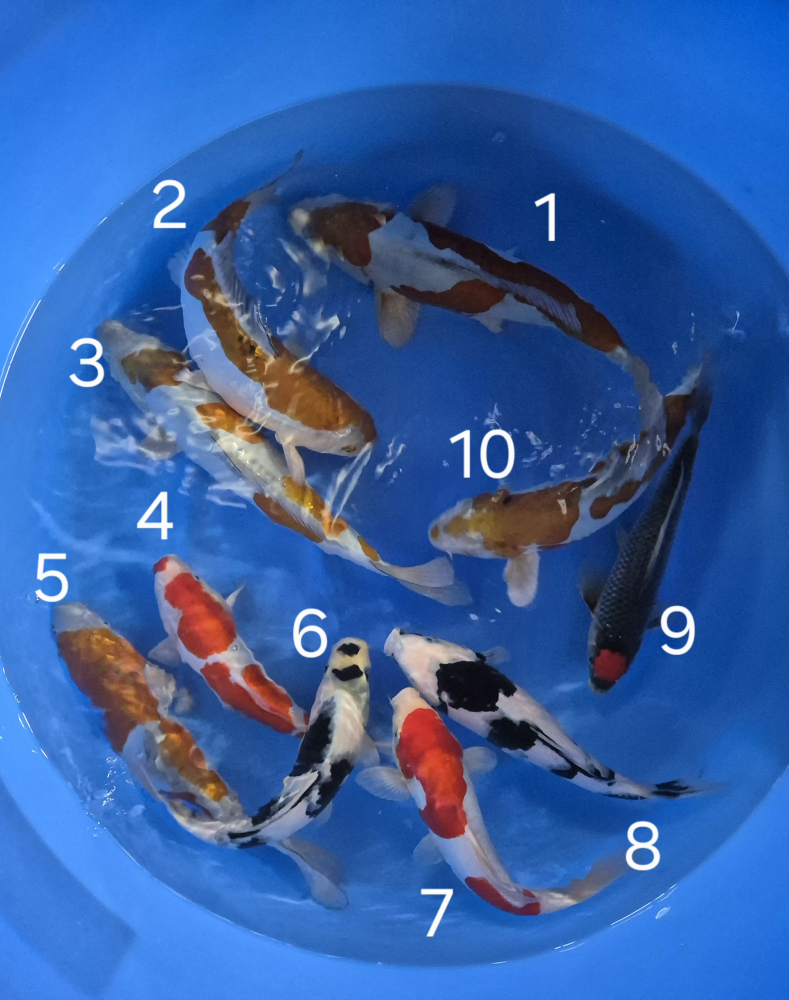 Japonské koi kapre 014