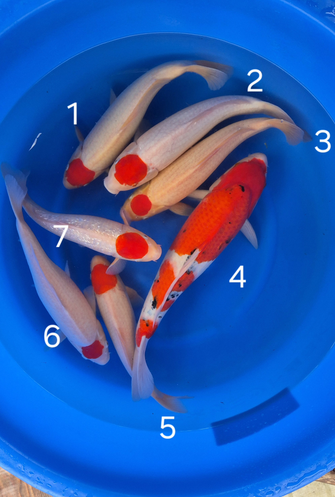 Japonské koi kapre 011