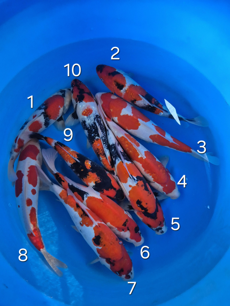 Japonské koi kapre 006