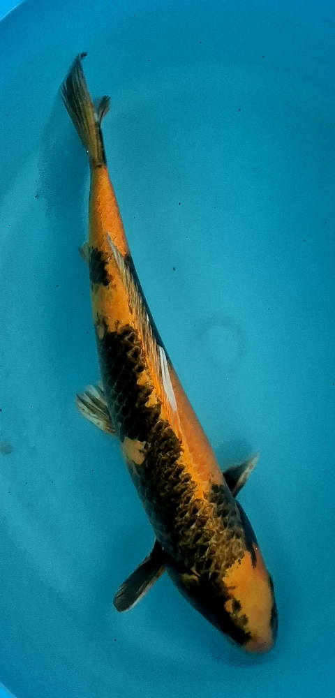 Japonský koi Kin Ki Utsuri VS1 91