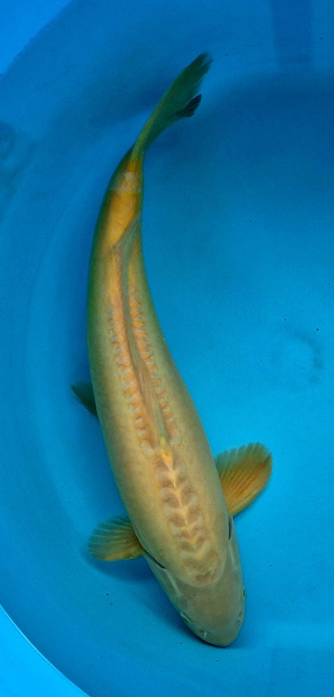 Japonský koi Karashigoi VS1 94