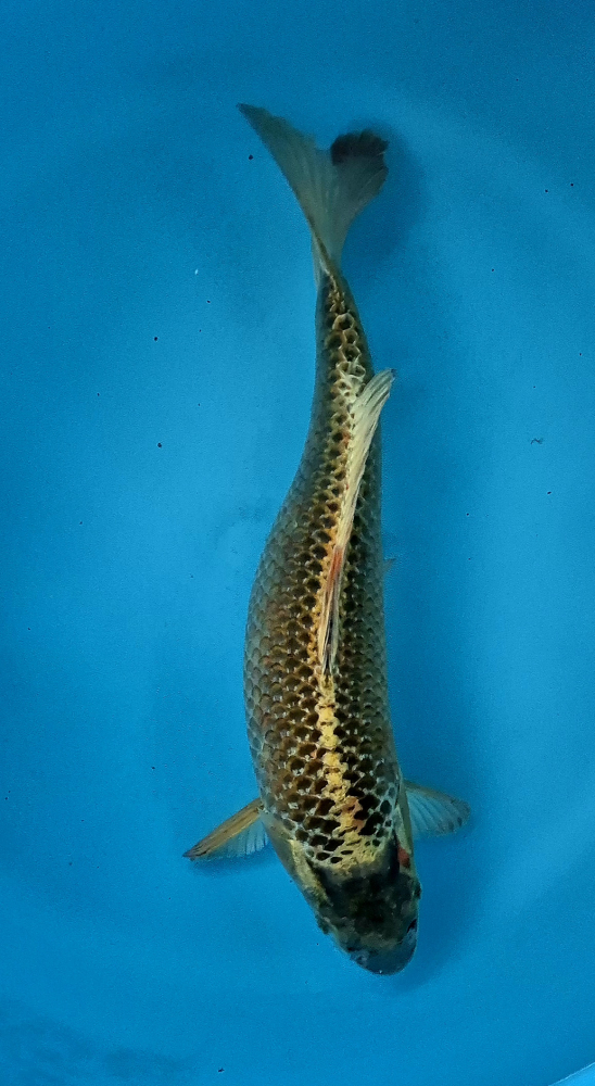 Japonský koi Kin Mukashi VS1 105