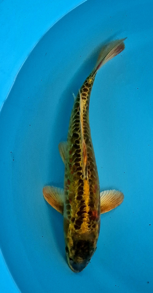 Japonský koi D. Kin Matsuba VS1 106