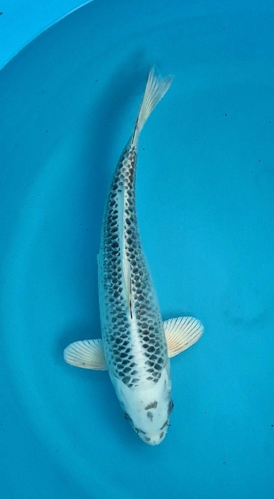 Japonský koi Gin Matsuba VS1 107