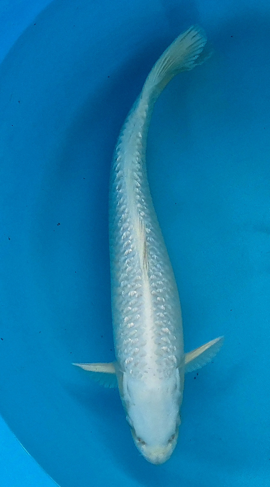 Japonský koi Gr. Platinum Ogon VS1 112