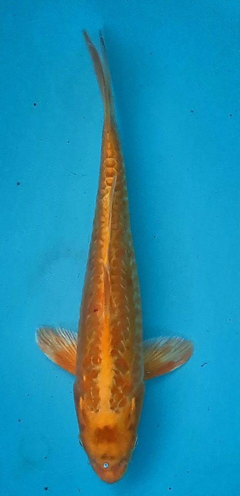 Japonský koi D. Orenji Ogon VS1 113