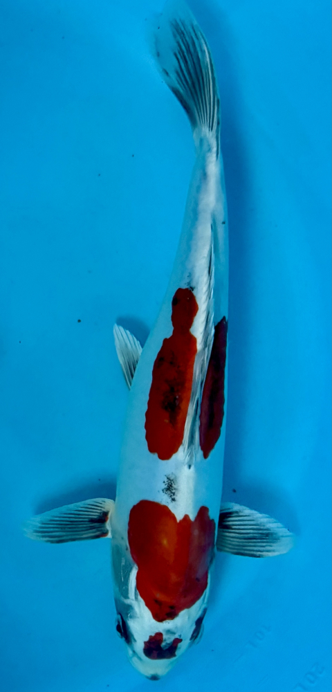 Japonský koi Beni Kikokuryu VS2_5