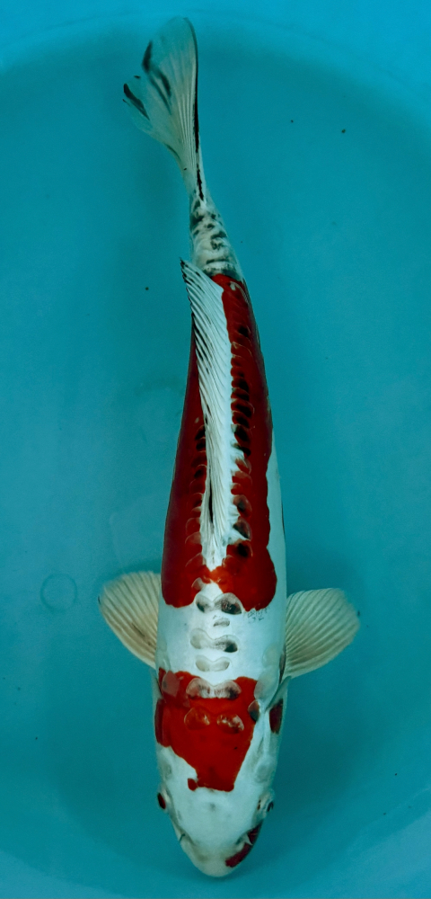 Japonský koi Beni Kikokuryu VS2_78