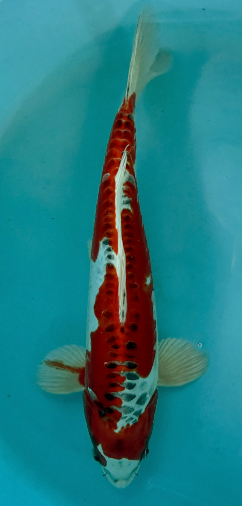 Japonský koi Beni Kikokuryu VS2_91