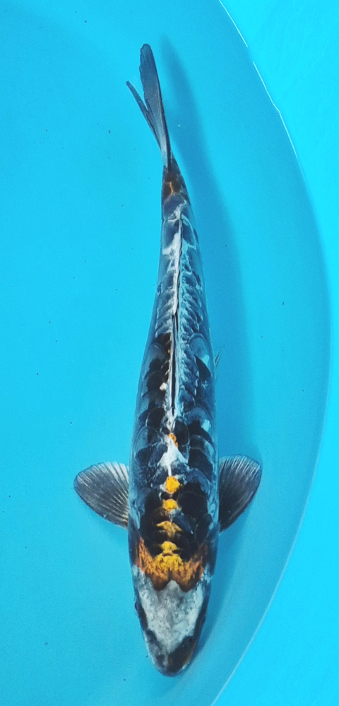 Japonský koi Benikikokuryu DS1_92