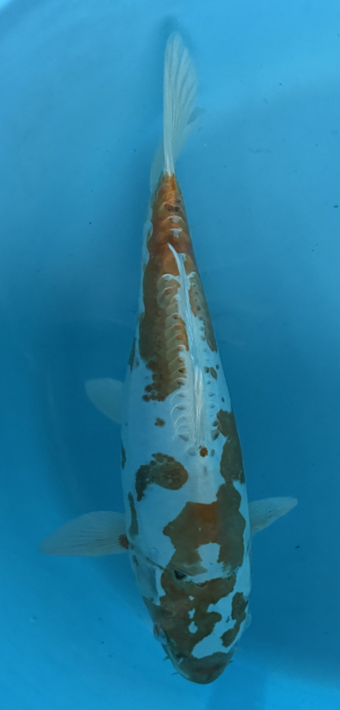 Japonský koi D. Hariwake VS2_12