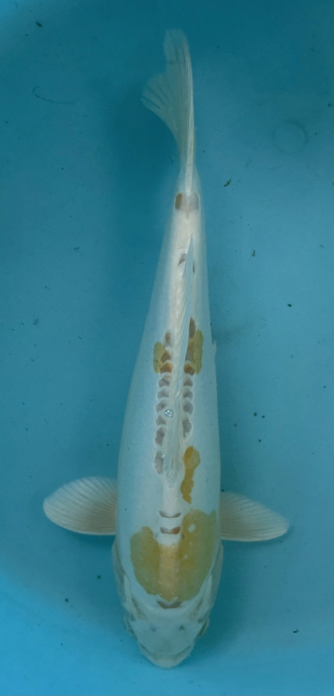 Japonský koi D. Hariwake VS2_15