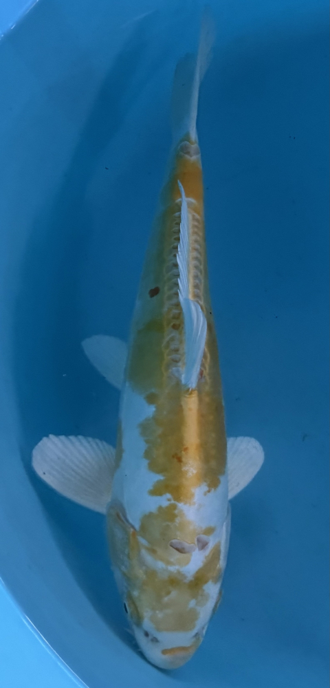 Japonský koi D. Hariwake VS2_24