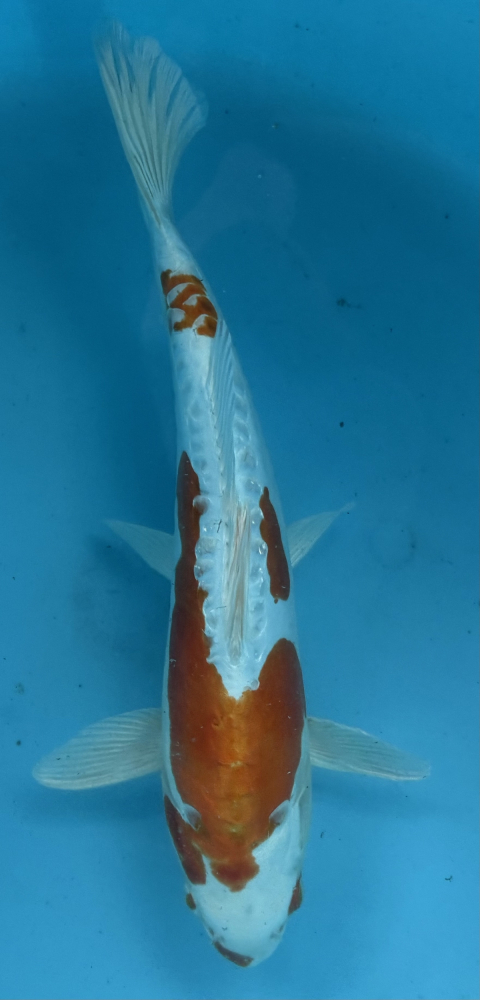 Japonský koi D. Hariwake VS2_26