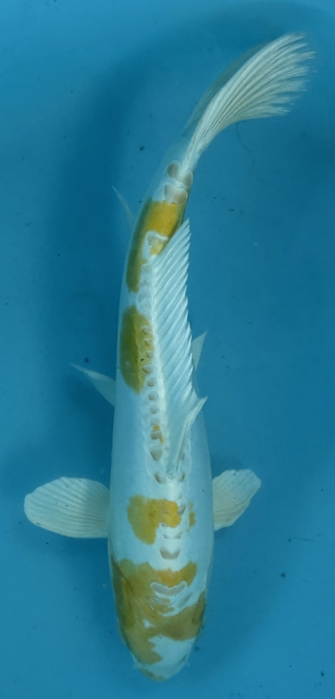 Japonský koi D. Hariwake VS2_27