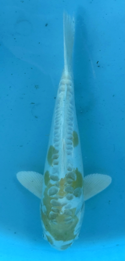 Japonský koi D. Hariwake VS2_32