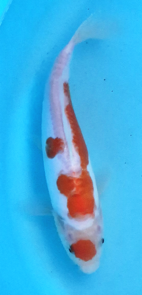 Japonský koi D. Kohaku DS1_116