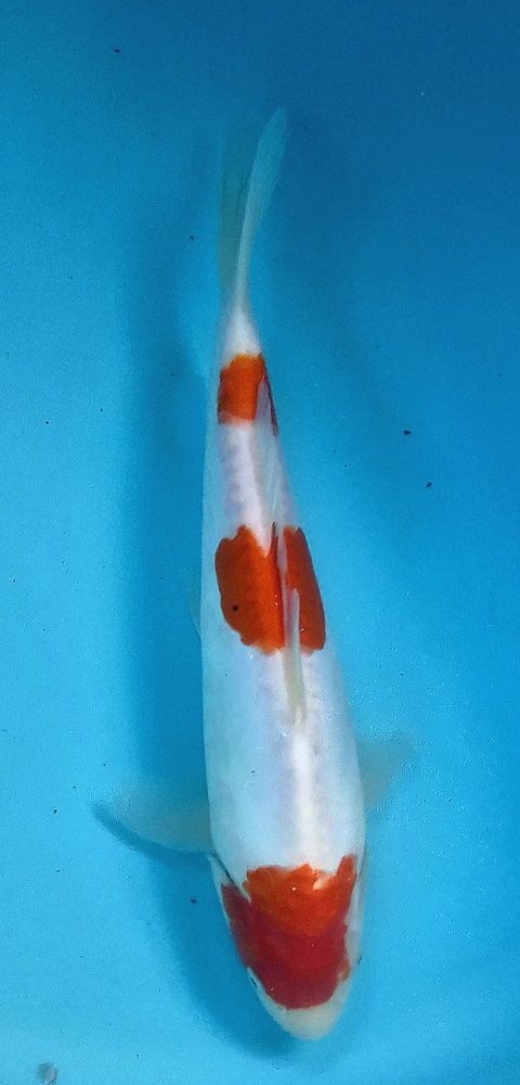 Japonský koi D. Kohaku DS1_23