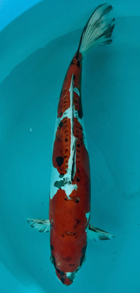 Japonský koi D. Kujaku VS2_59