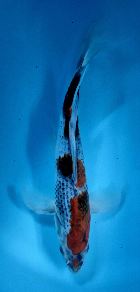 Japonský koi Goshiki Longfin DS1_18
