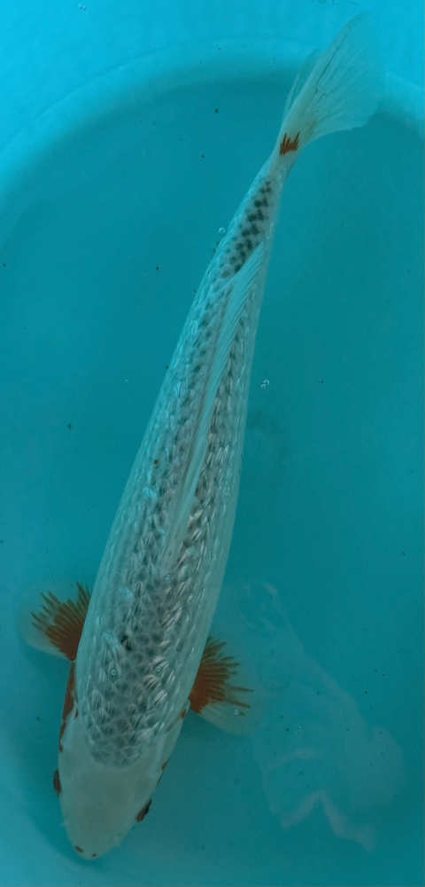 Japonský koi Gr Asagi VS2_52