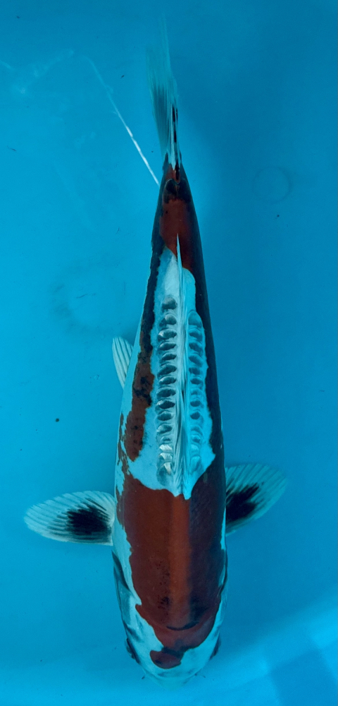 Japonský koi Gr D. Kujaku VS2_36