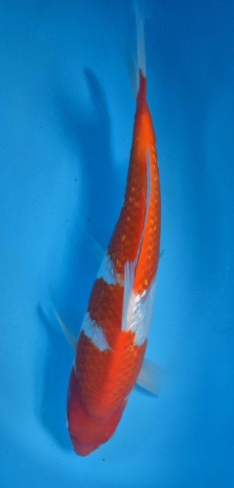 Japonský koi Gr Kohaku DS1_17