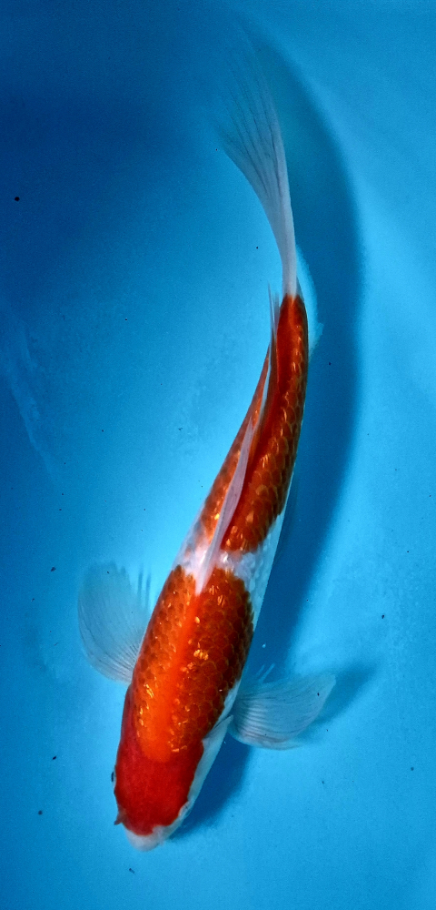 Japonský koi Gr Kohaku Longfin DS1_3