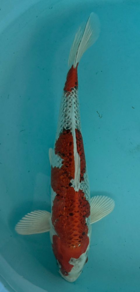 Japonský koi Gr Kujaku VS2_46