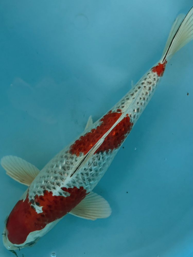 Japonský koi Gr Kujaku VS2_72