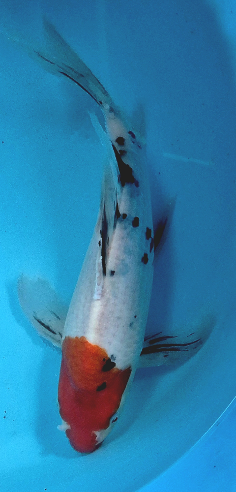 Japonský koi Gr Sanke Longfin DS1_22