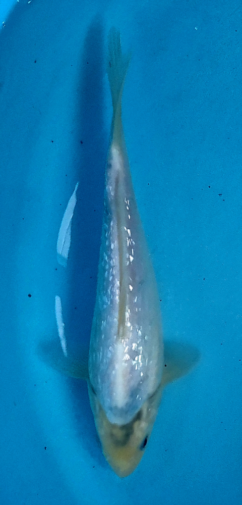 Japonský koi Gr Shiro Utsuri DS1_109