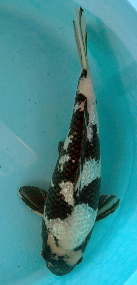 Japonský koi Gr. Shiro Utsuri VS2_57