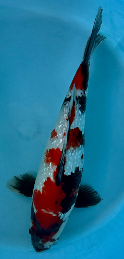 Japonský koi Gr Showa VS2_68