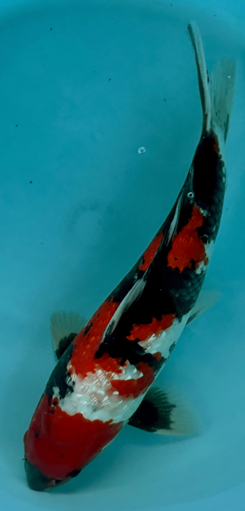 Japonský koi Gr Showa VS2_84