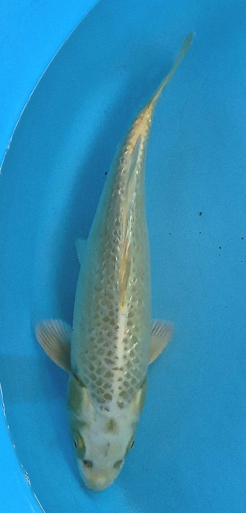 Japonský koi Gr Yamabuki Ogon DS1_124