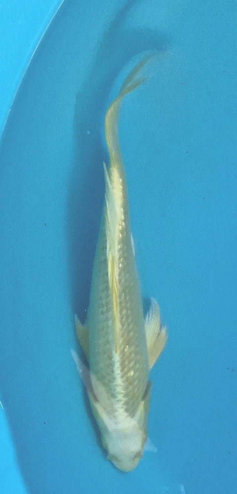 Japonský koi Gr. Yamabuki Longfin DS1_68