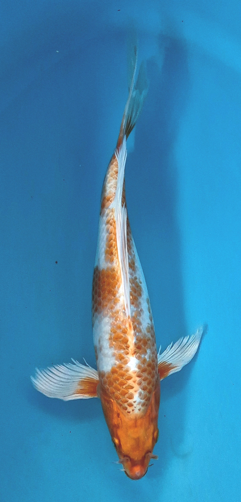 Japonský koi Hariwake Longfin DS1_74