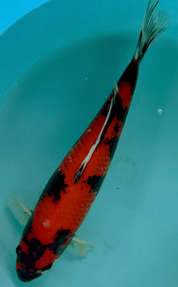 Japonský koi Hi Showa VS2_80