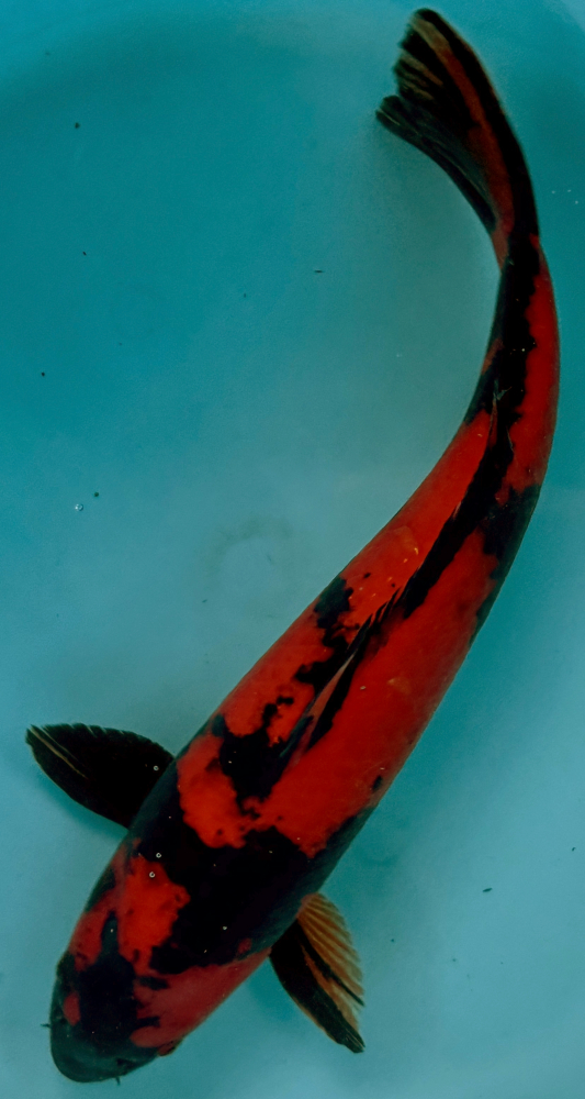 Japonský koi Hi Utsuri VS2_85