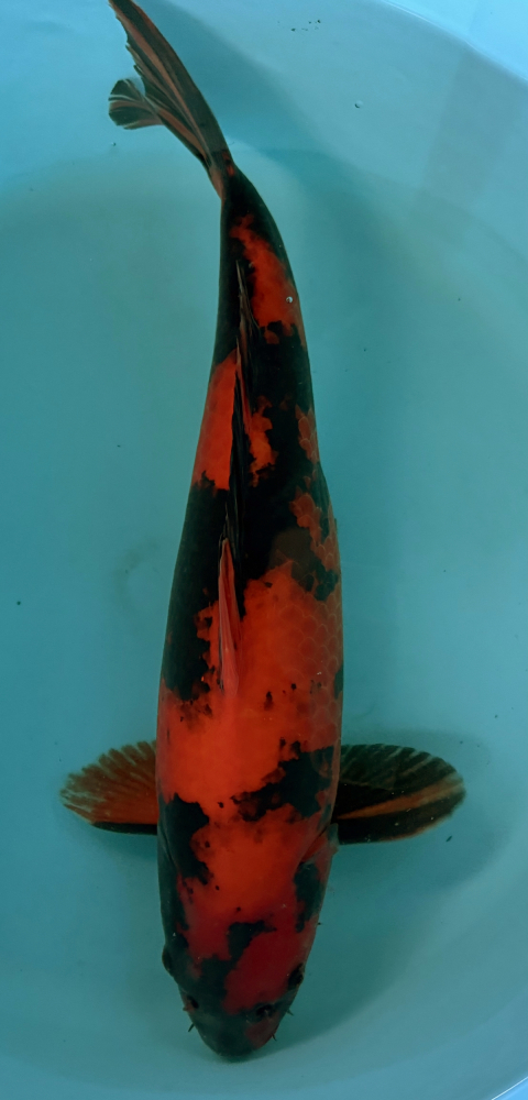 Japonský koi Hi Utsuri VS2_89