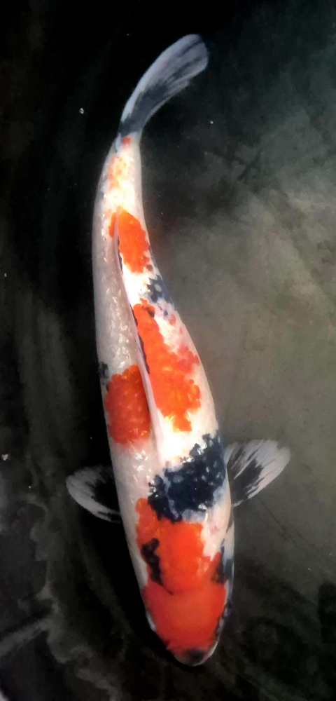 Japonský koi Gr Showa VS1_41