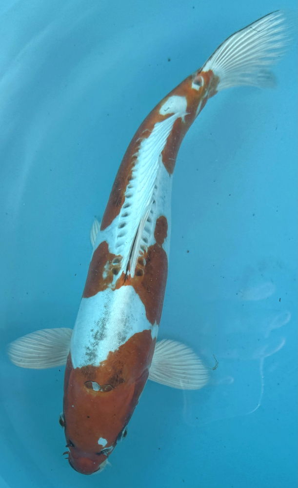 Japonský koi Beni Kikokuryu VS1_17