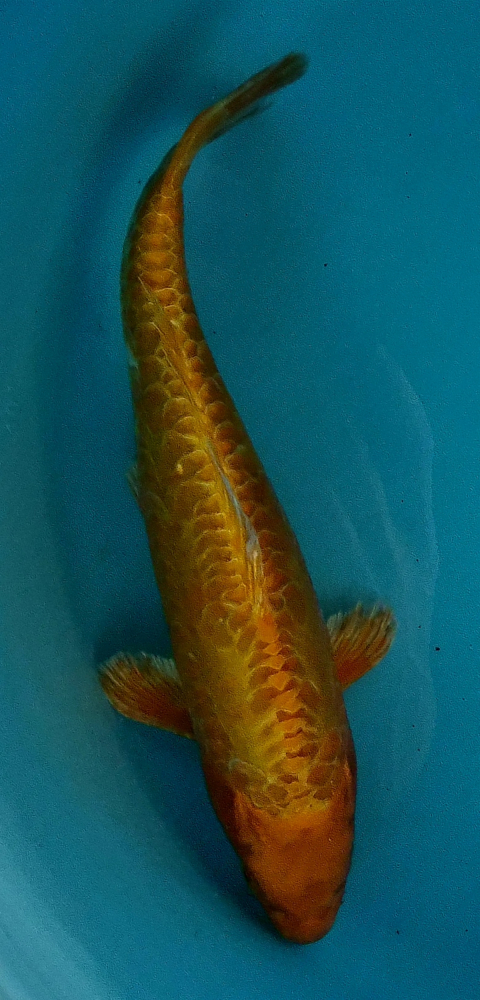 Japonký koi D. Yamabuki VS1_42