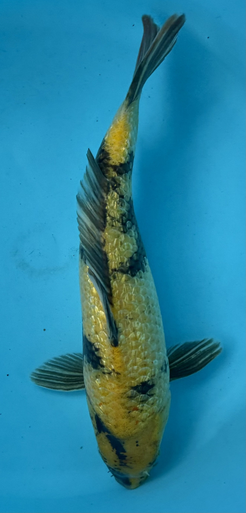 Japonský koi Gr Ki Utsuri VS2_2